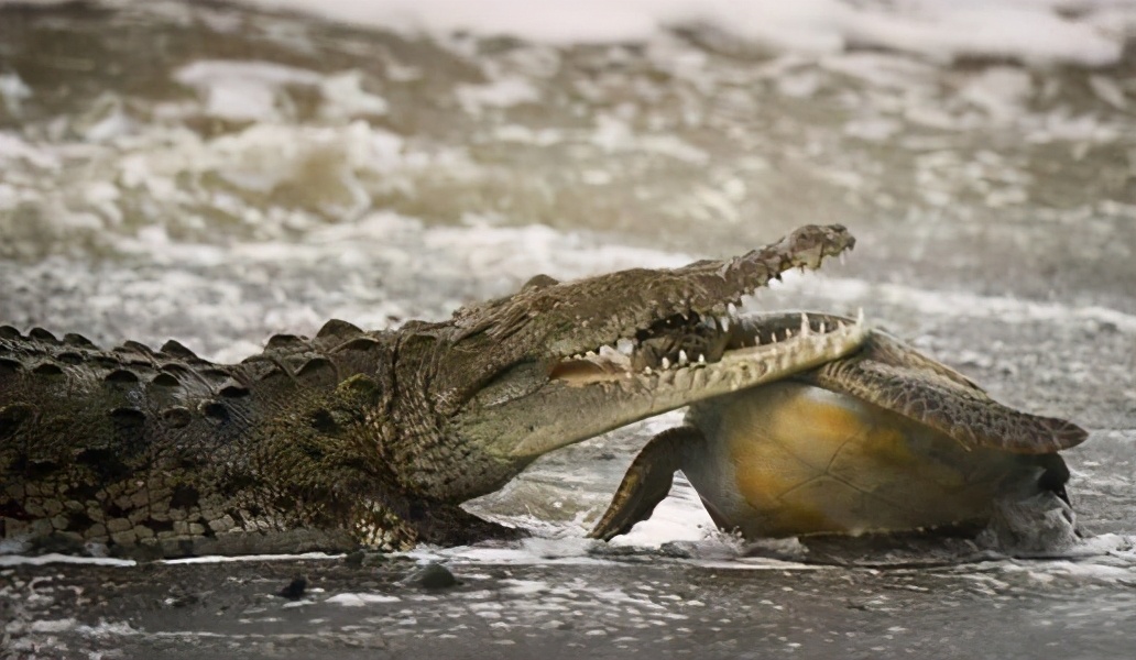 澳大利亞的鱷魚也泛濫了？猛增15萬條，“鱷魚獵人”開始吃香