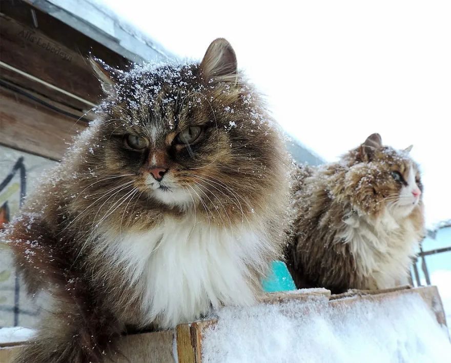 俄國農場的守護者竟然是一群西伯利亞貓？ 每天抓老鼠，保護雞和兔