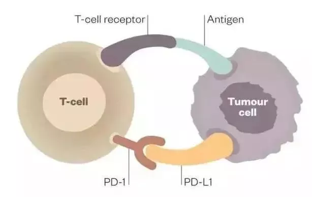 健识药师谈｜PD-1抑制剂是如何对抗癌症的？