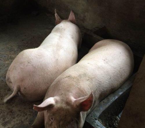 猪到200多斤不长膘了怎么办？？老农用这法不赖