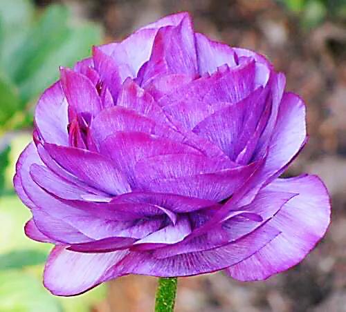 花毛莨及常见品种介绍 附图 李彬文 Mdeditor