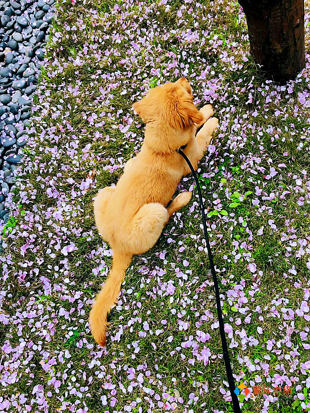 重庆小两口环游中国：抵达四川石棉，烧烤美味，金毛犬成功入住