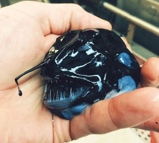 万米深海下的鱼到底有多恐怖，这已经不是鱼了