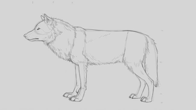 狼怎么画？这么简单的狼绘画教程你确定不学下吗？