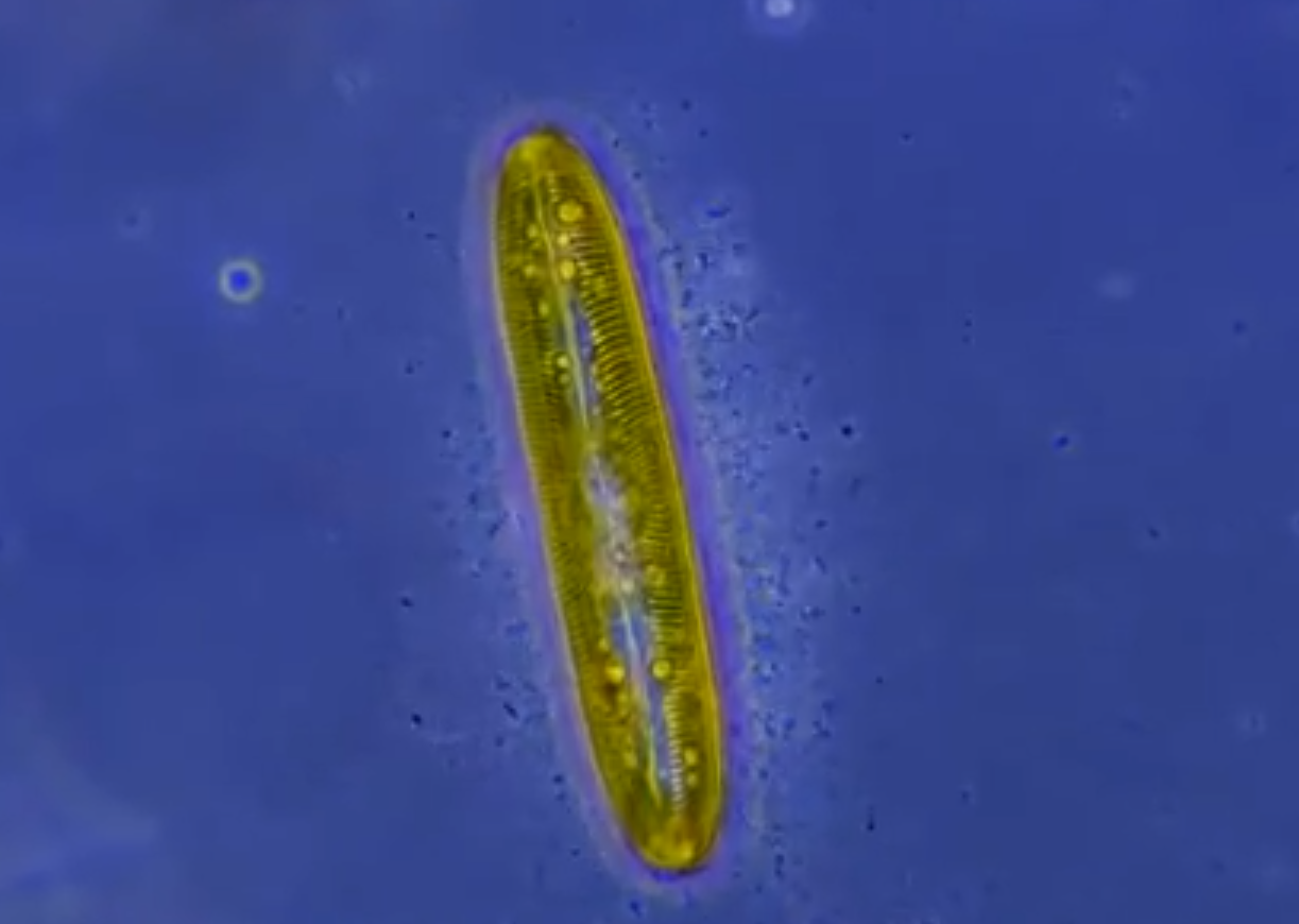 百萬年前有一起大滅亡事件，如果沒有微生物作用，我們很難生存