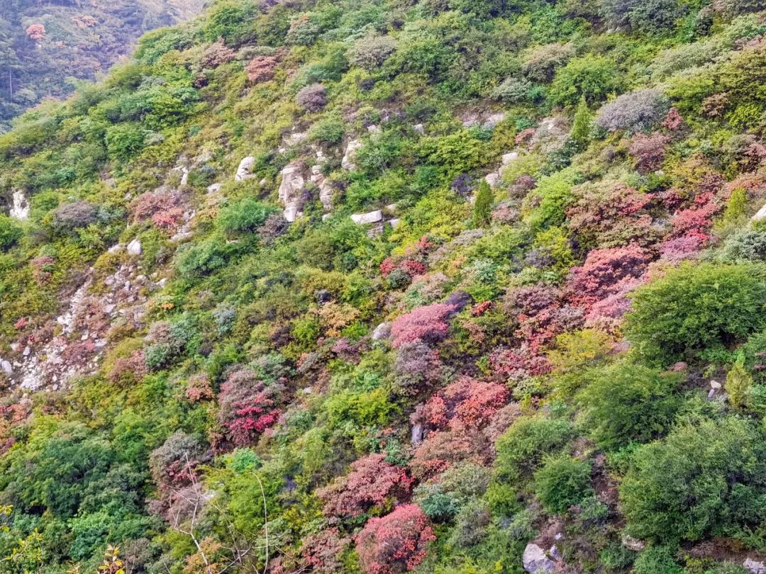 Shanxi's beautiful tourist check-in place, it becomes a paradise on earth in autumn, which is amazing