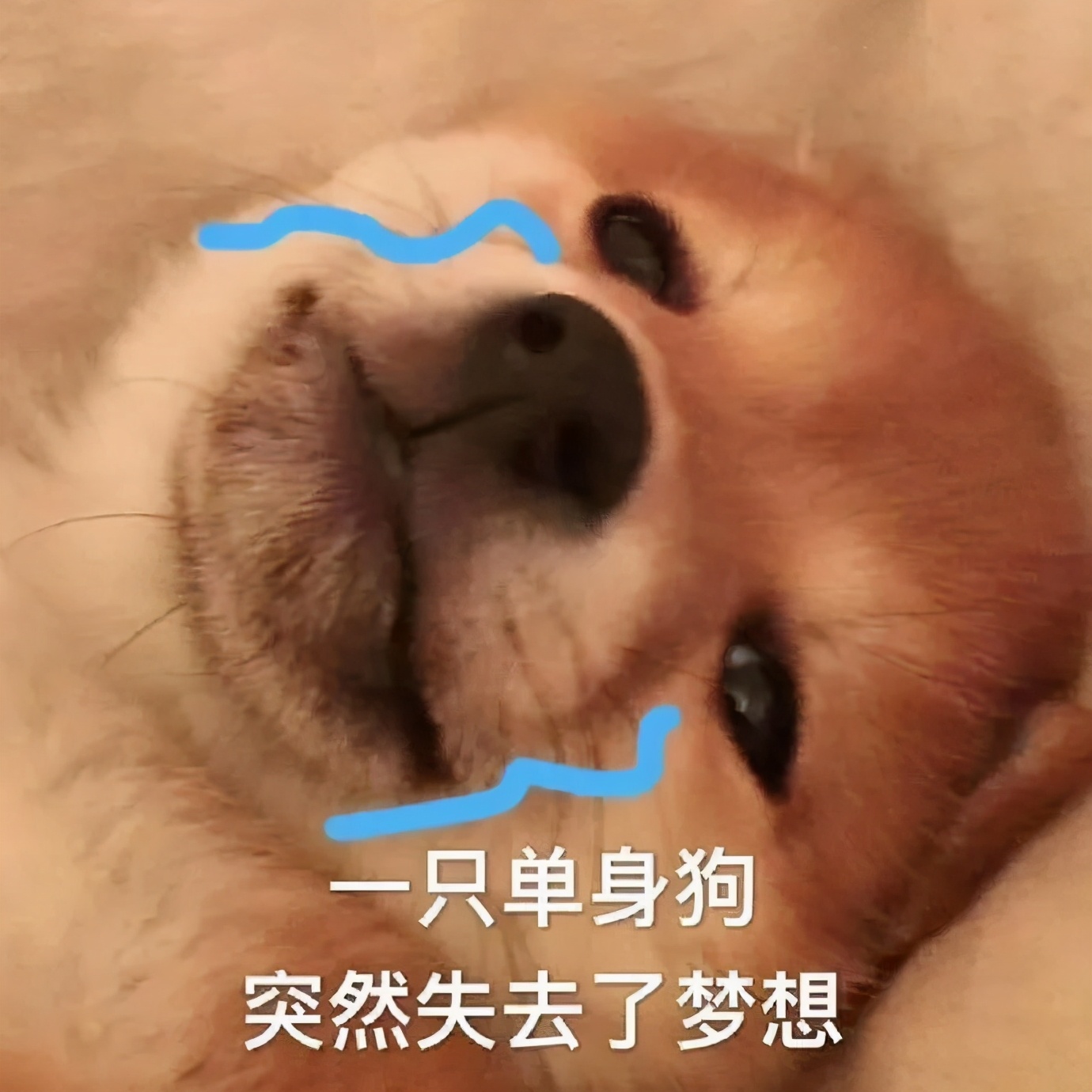 致各位单身小能手～且单且珍惜脏纸巾