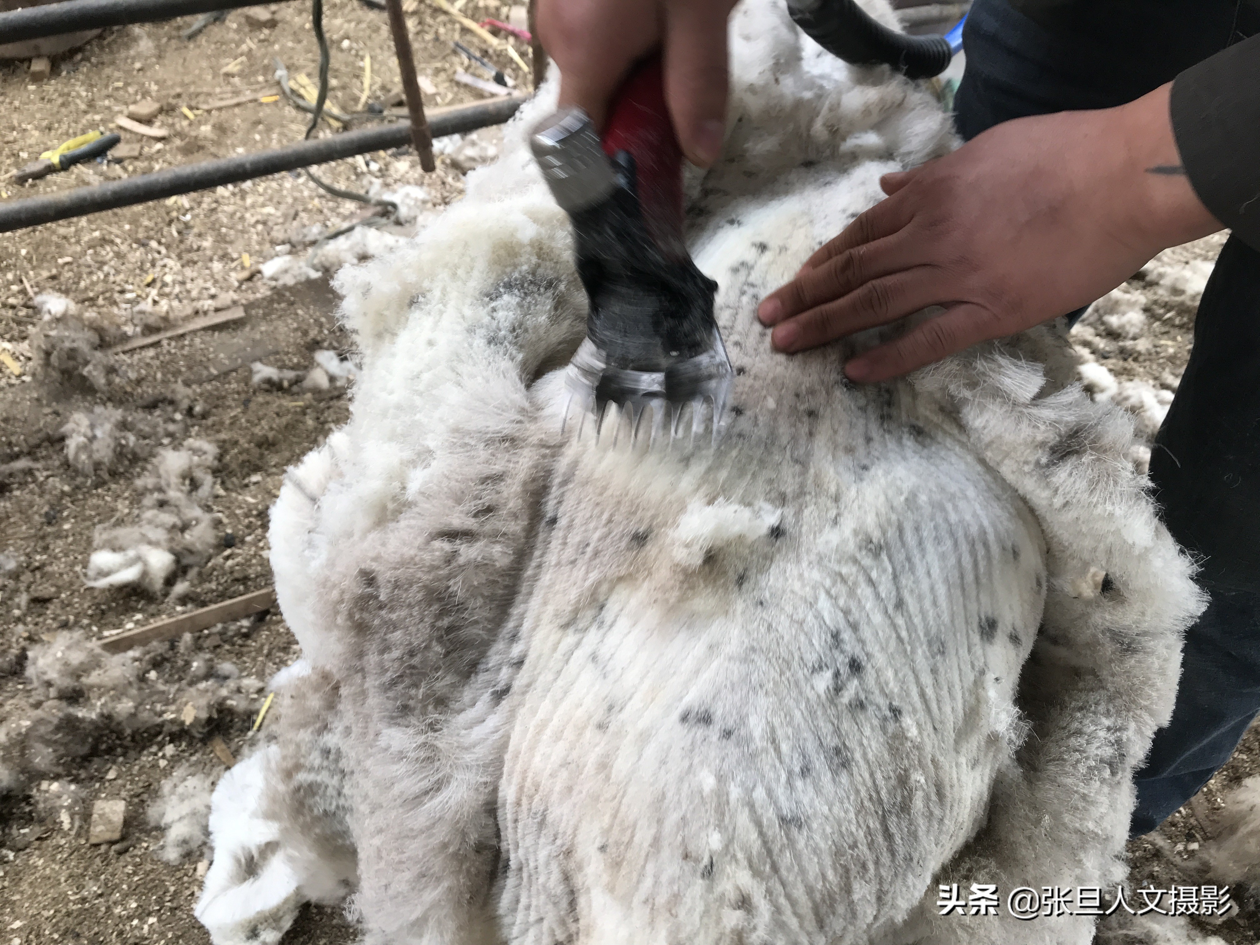 去年养羊赚了近十万元，今年听人指点又找到了一条赚钱的门路