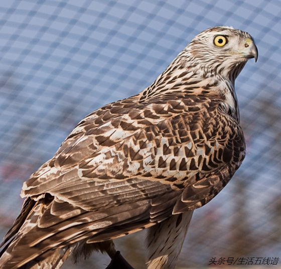 鹰的种类有哪些(在中国常见的10种鹰介绍)