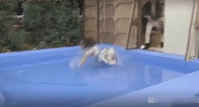 日本综艺到底有多开放？看的让人火冒三丈，网