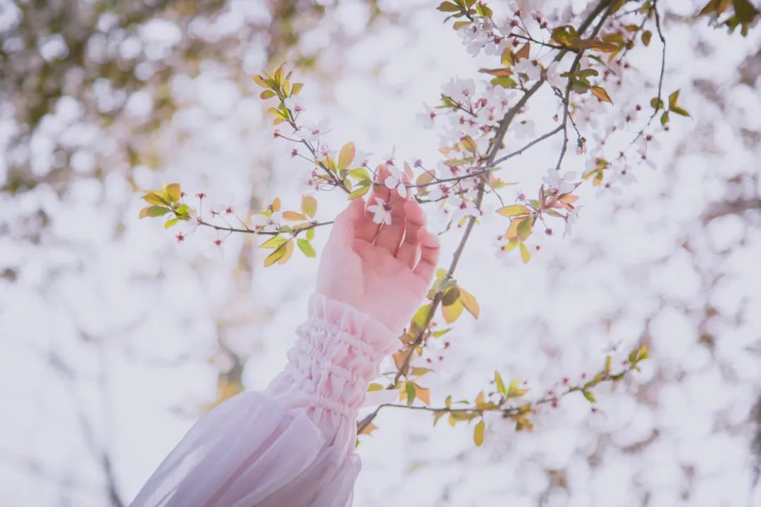 花瓣飘落的唯美句子  形容樱花瓣落满地的诗句图片