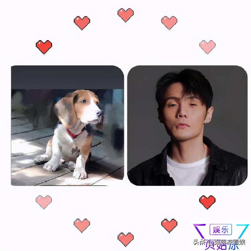 杨丞琳晒狗界李荣浩，直言需好友陪伴入睡，被迫异地太久好心酸