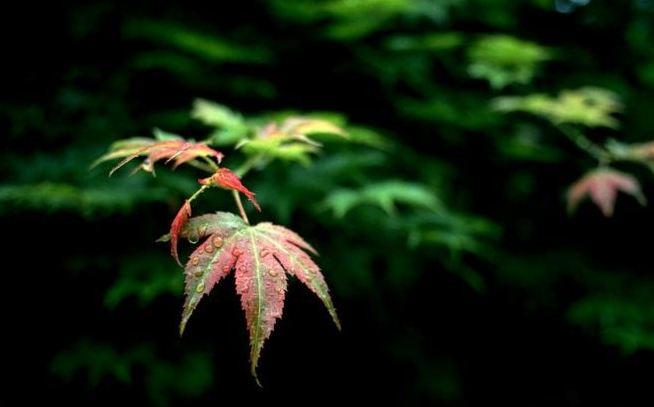 十首立秋的诗词，惟愿你此生一切安然！​-第20张图片-非凡网