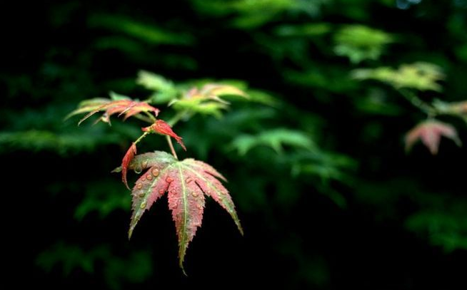 十首立秋的诗词，惟愿你此生一切安然！​-第20张图片-诗句网