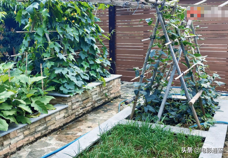 張馨予的家不是一般大！種菜種花不算啥，家庭版魚(yú)池太豪華了吧