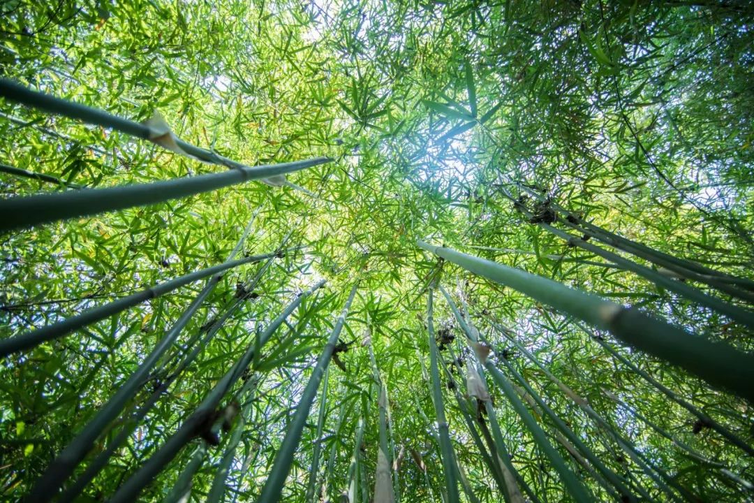 人民日报推荐！100首夏日诗词，送你清凉一夏