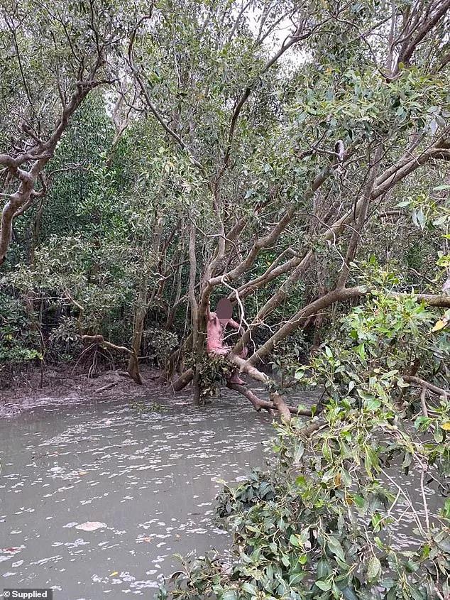 澳一裸男挂树4天幸得渔民解救！吃蜗牛存活，竟是个在逃罪犯