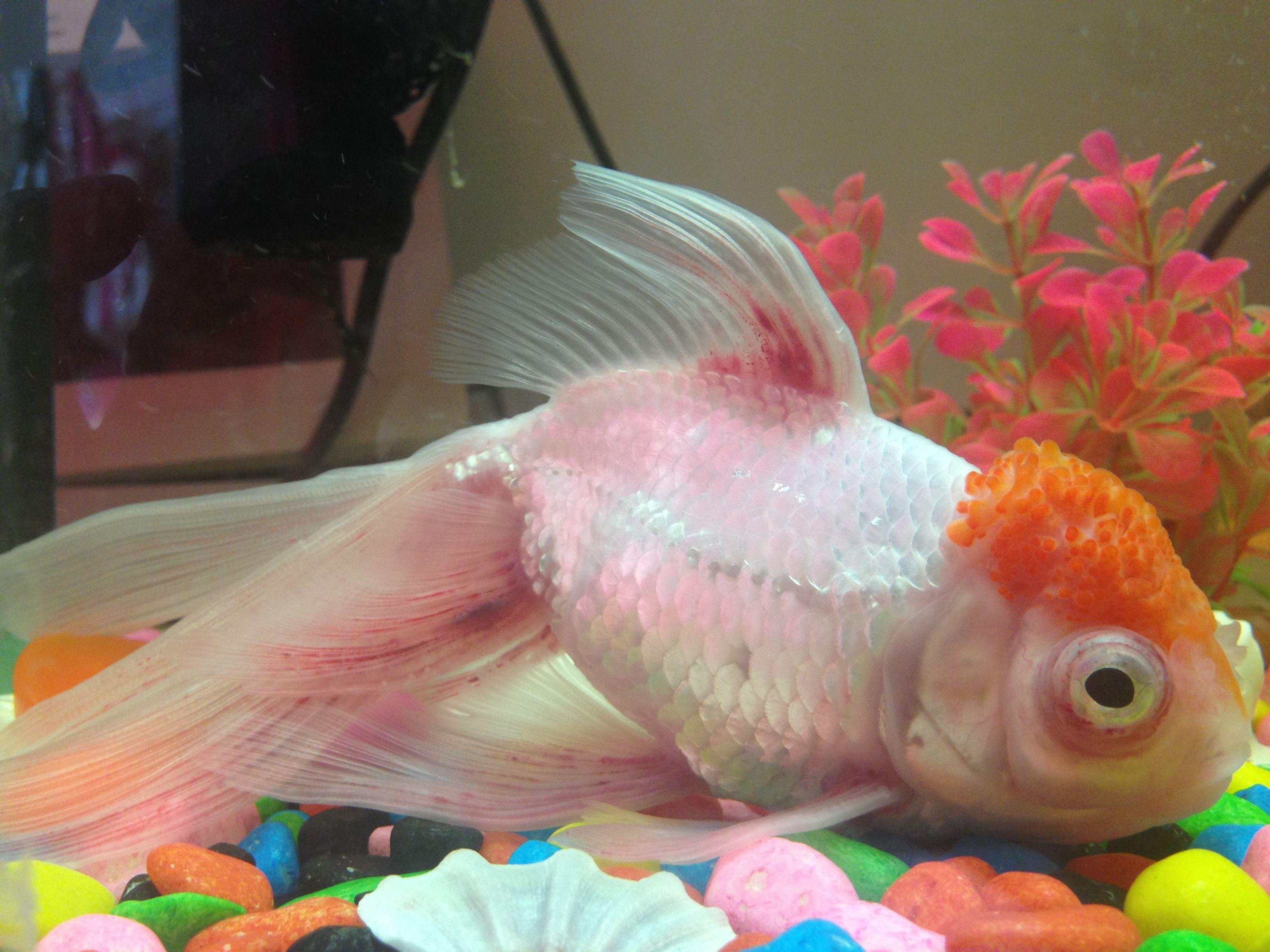 為什麼賣的金魚沒養幾天就死了呢 購魚篇 白鳥觀魚 Mdeditor