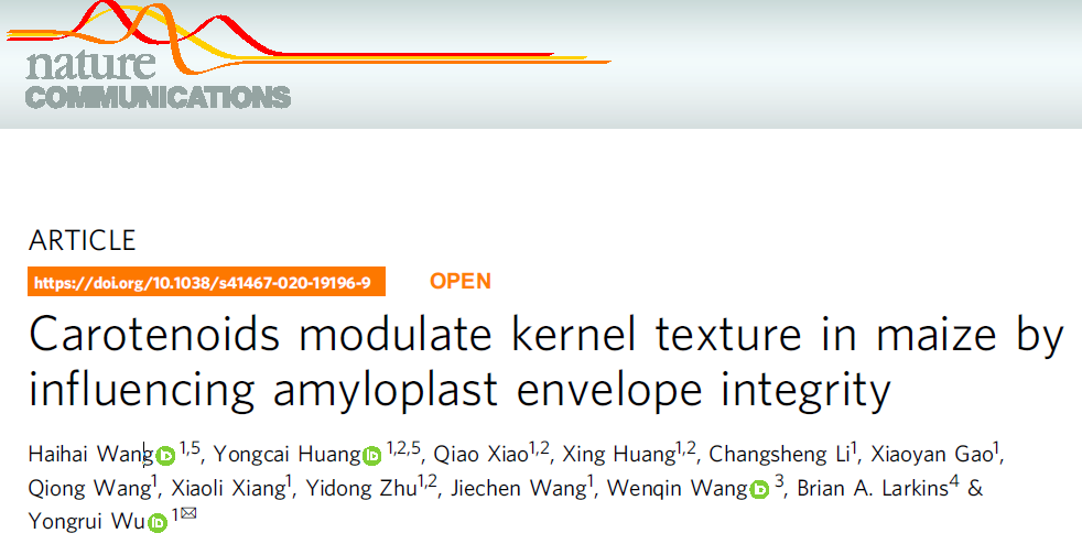 欧易BSA测序&RNA-seq助力解析类胡萝卜素对玉米籽粒质地调节作用