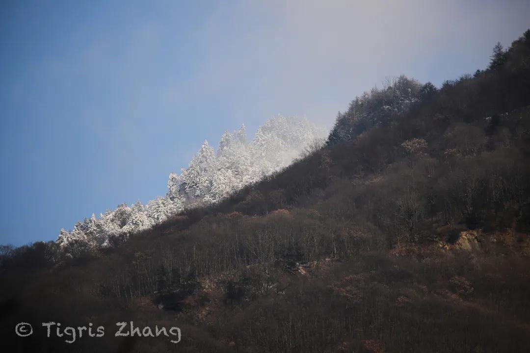 冰雪世界里的奇幻森林——唐家河、卧龙自然观察记