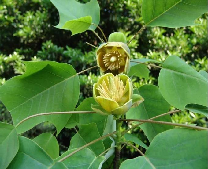 林草科普|中国生物多样性保护 - 重庆林业篇