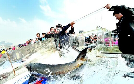 300亿减到几亿尾：为解长江无鱼之困，保护鱼类基因库已迫在眉睫