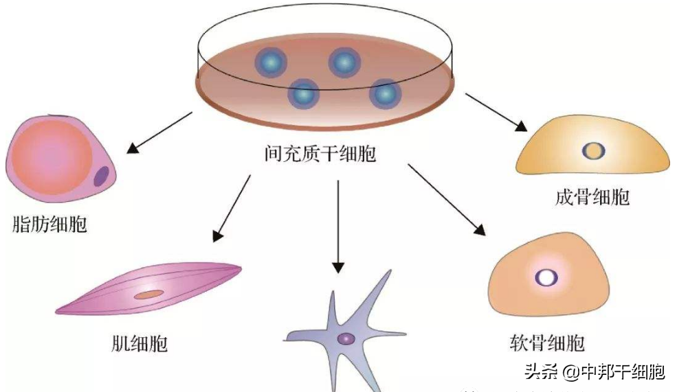 “干细胞黄金资源”——间充质干细胞