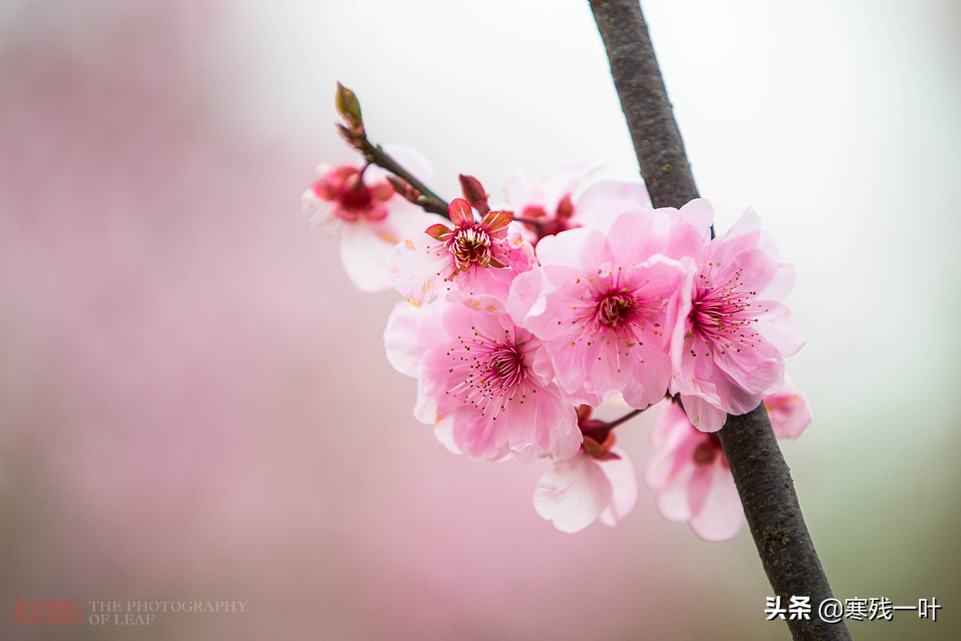 杭州最佳賞桃花的地方 個品種五千棵桃樹 就在市區趕緊收藏 寒殘一葉 Mdeditor