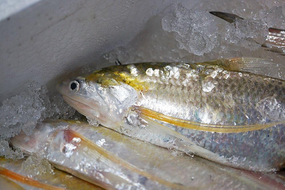 国内渔业_西南渔业网 水花鱼 水产养殖专业网 渔业行业门户网 西南