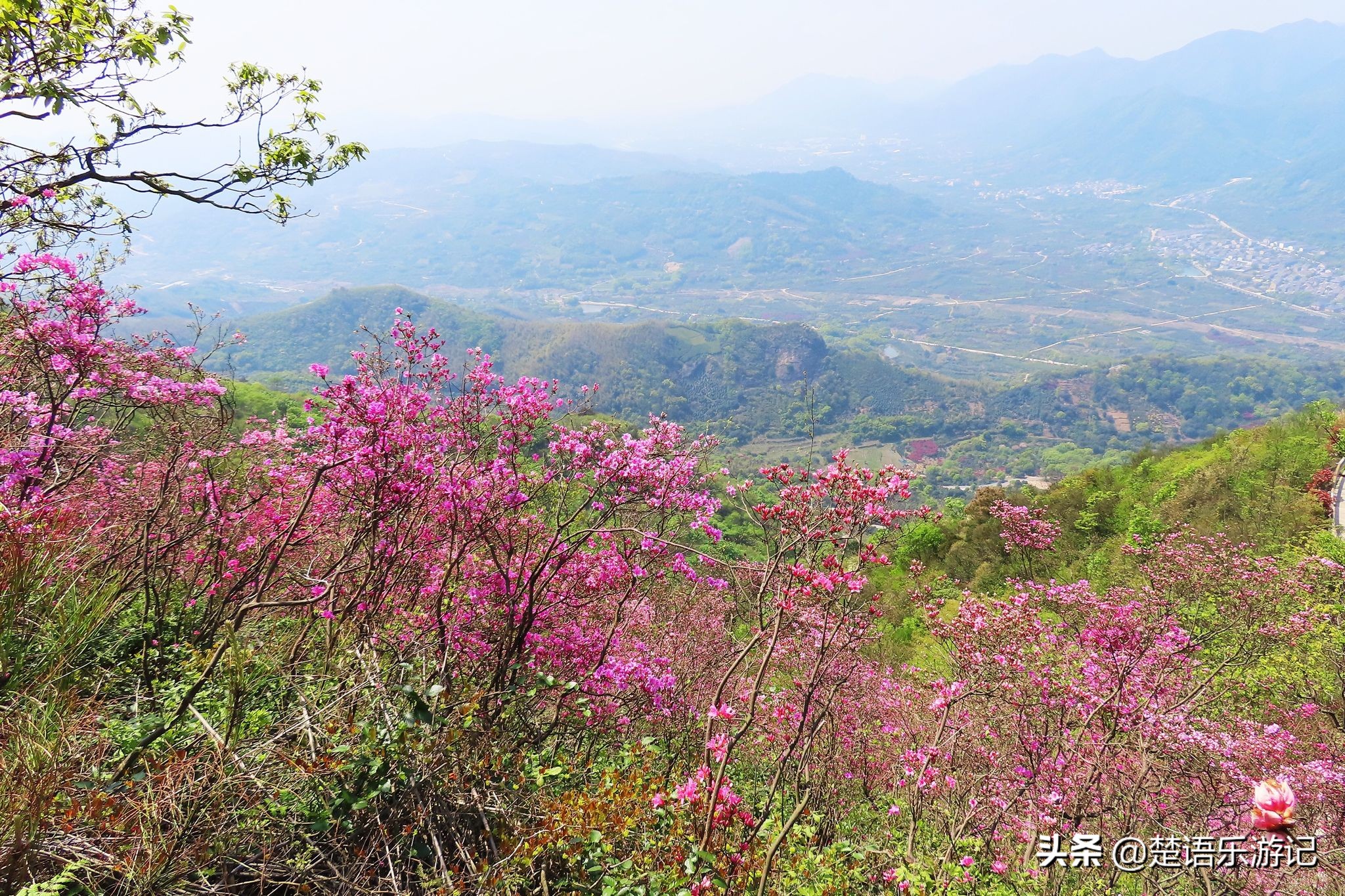 寧波東金峨村 同樣可以登山看杜鵑花 村頭有千年古剎 風景秀麗 楚語樂遊記 Mdeditor