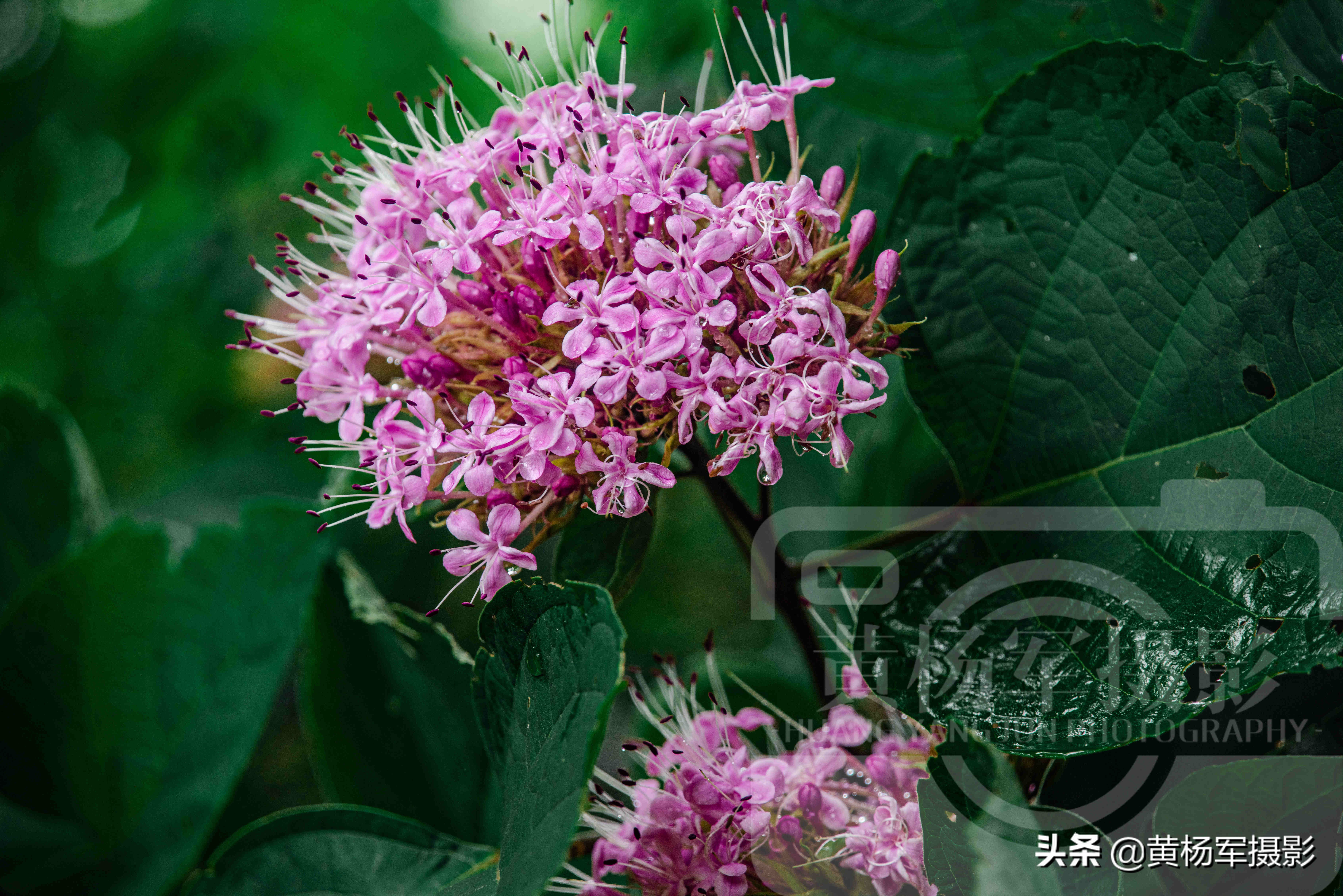 鄉村六月盛開的臭牡丹花 紫紅色豔麗的花朵格外動人 花香芬芳 黃楊軍攝影 Mdeditor