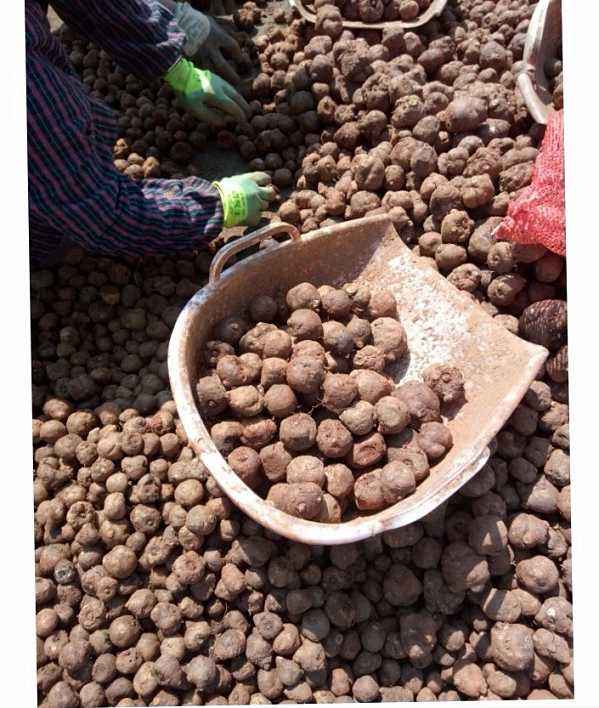 魔芋种植亩产二万斤技术要点，从品种土地选择育种管理大全（一）