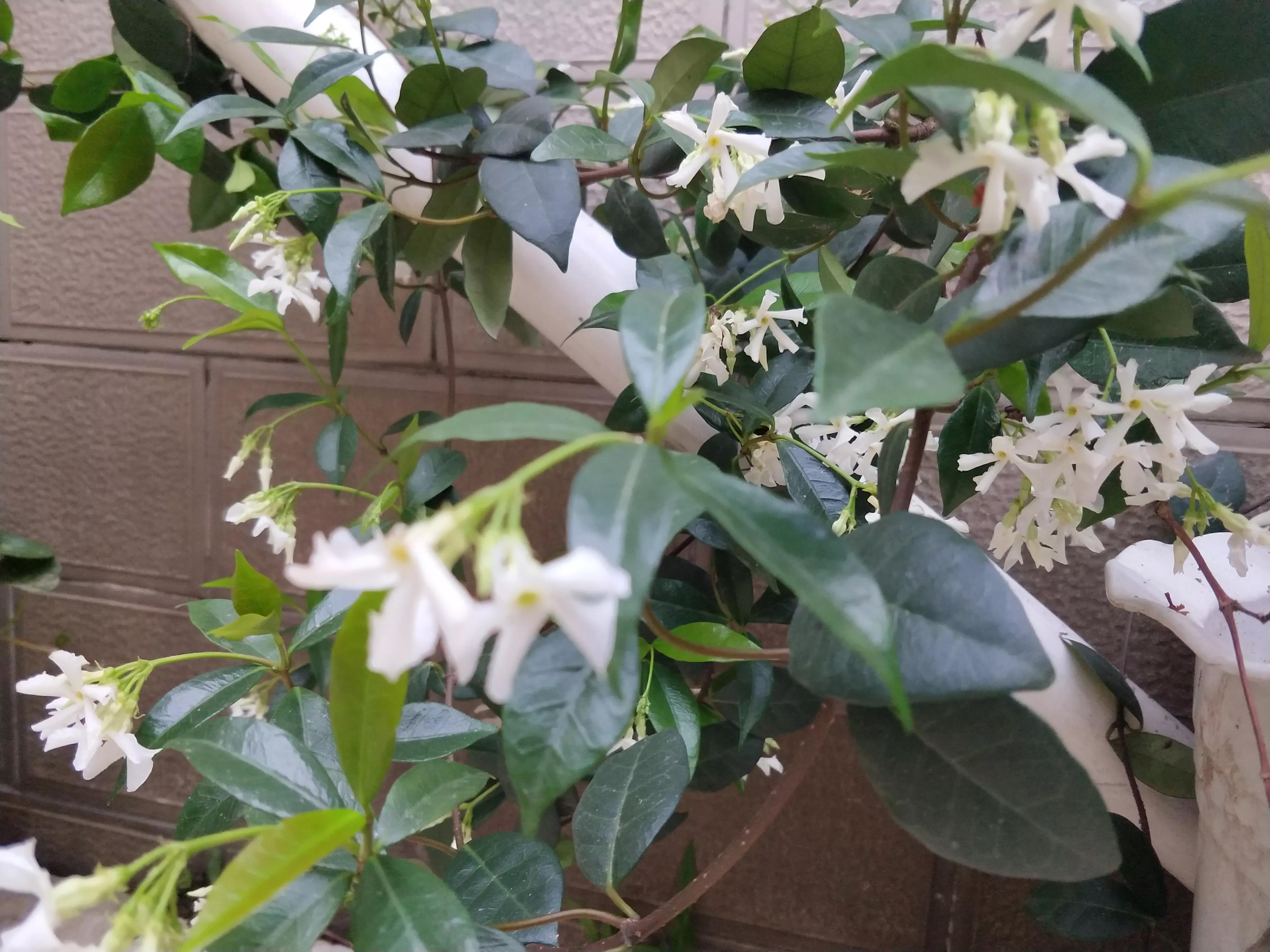 花香小院 绣球 茉莉 栀子花 资讯咖