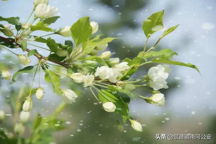 诗词丨100首唯美春日古诗词：花已初开，愿君常在-第4张图片-非凡网