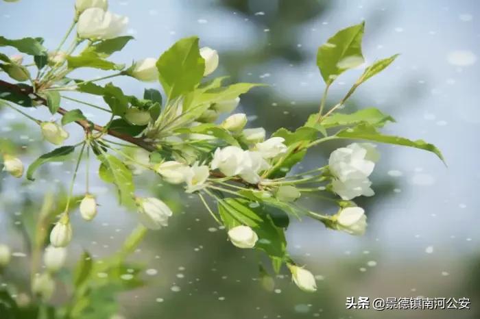 诗词丨100首唯美春日古诗词：花已初开，愿君常在-第4张图片-诗句网