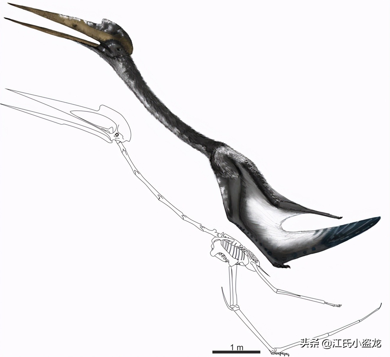 古生物學家揭開超級翼龍脖子中的奧秘