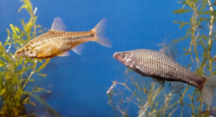 et schlegel)41麦穗鱼 鲤科belligobio nummlfer (boulenger)40似47