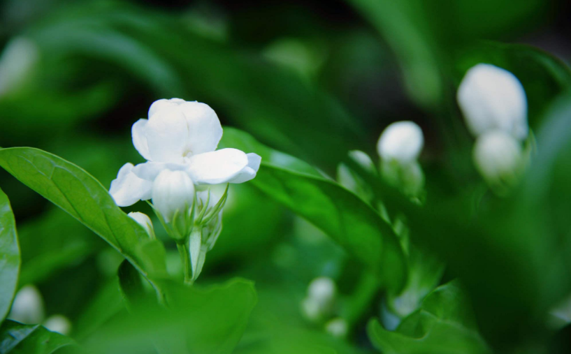 好一朵茉莉花，12首茉莉花的诗词，茉莉花开香满院-第13张图片-诗句网