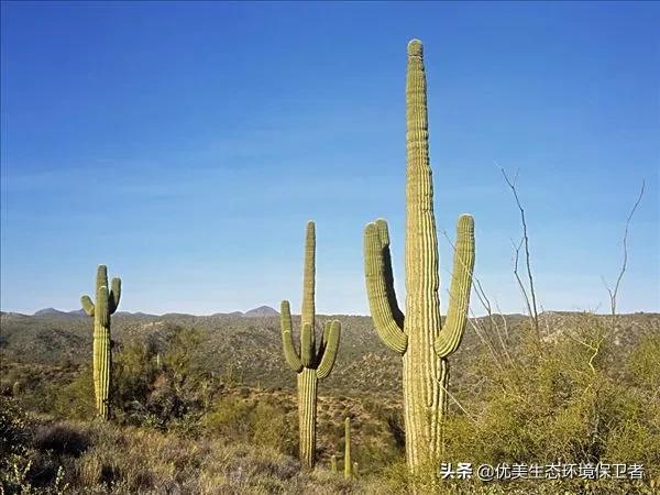 一种野草迅速生长并占领了沙漠，为何美国高兴不起来？