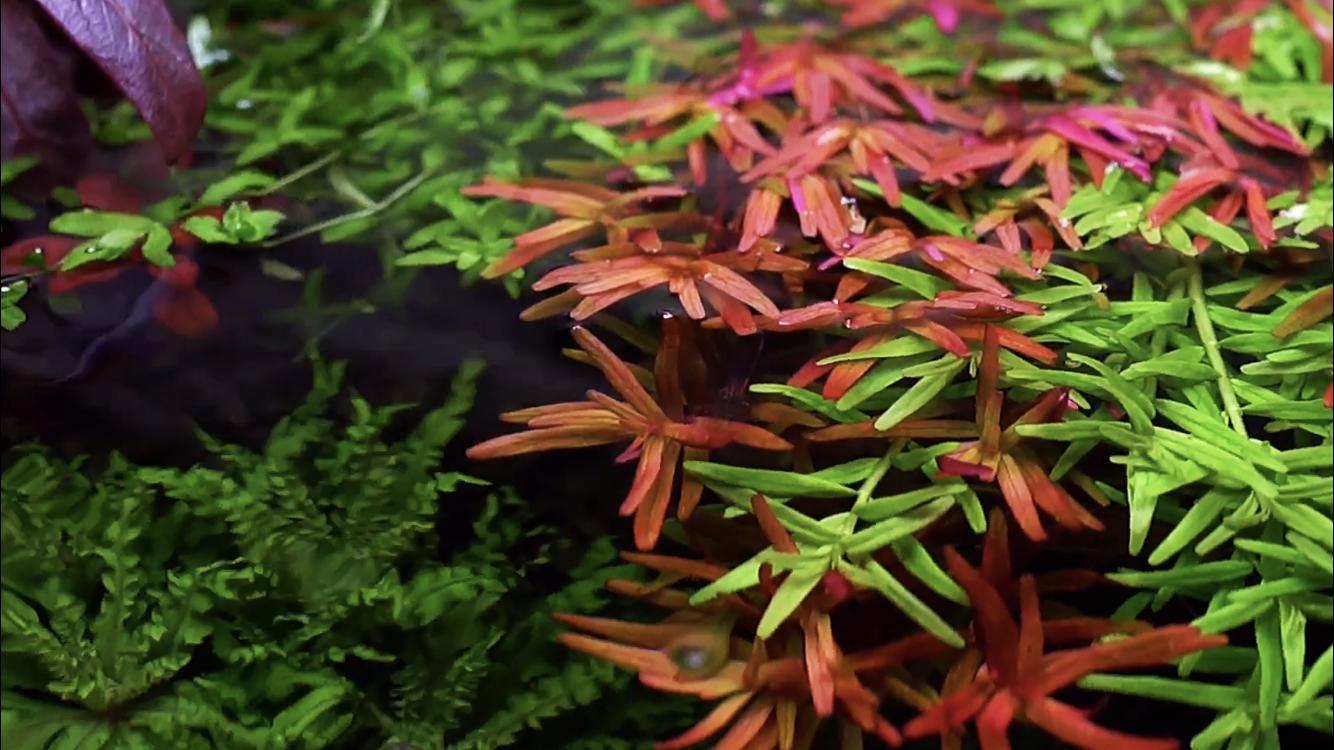 水草冒泡泡 做好这几点泡泡也能爆缸 资讯咖