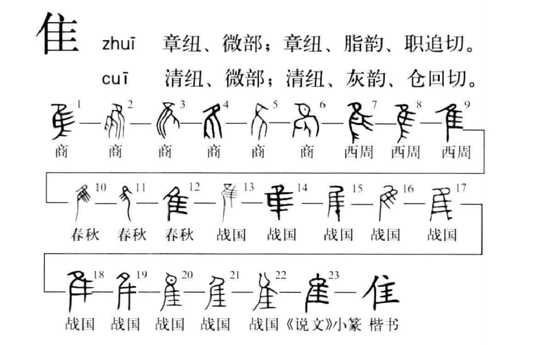 汉字探源 再论鸟和隹的区别 Mp头条 汉字探源 再论鸟和隹的区别 Mp头条