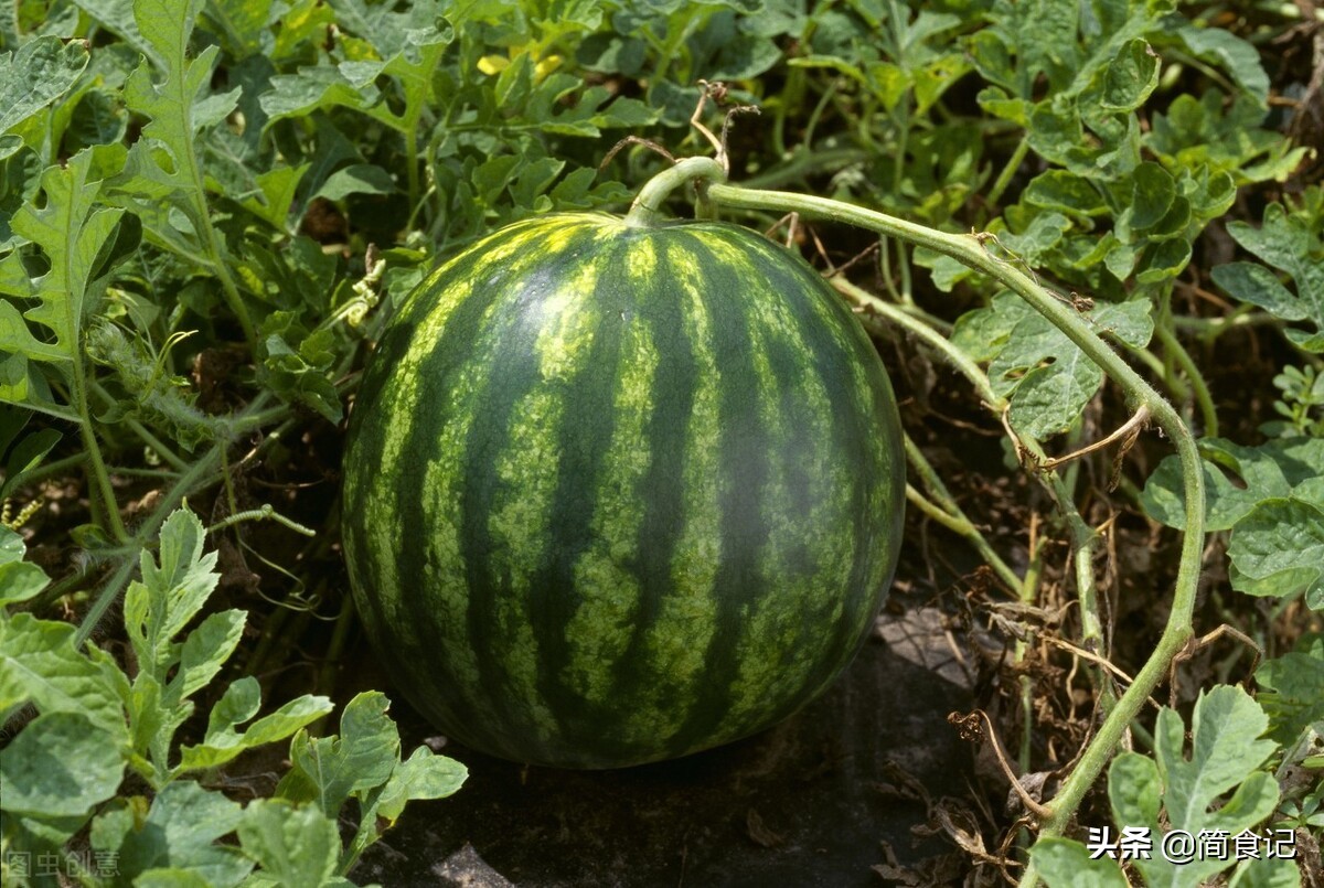 才知道，原来西瓜不能乱吃！这些禁忌大家要牢记，为了健康别犯错