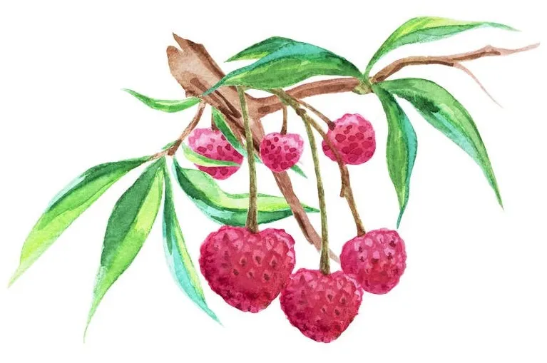 汕尾城区荔枝节丨宝楼凤山红灯笼肉多汁甜,不要错过