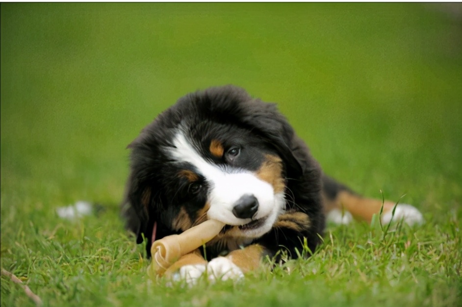 狗狗缺钙，身体会有6种明显症状，提醒你“赶紧”补钙