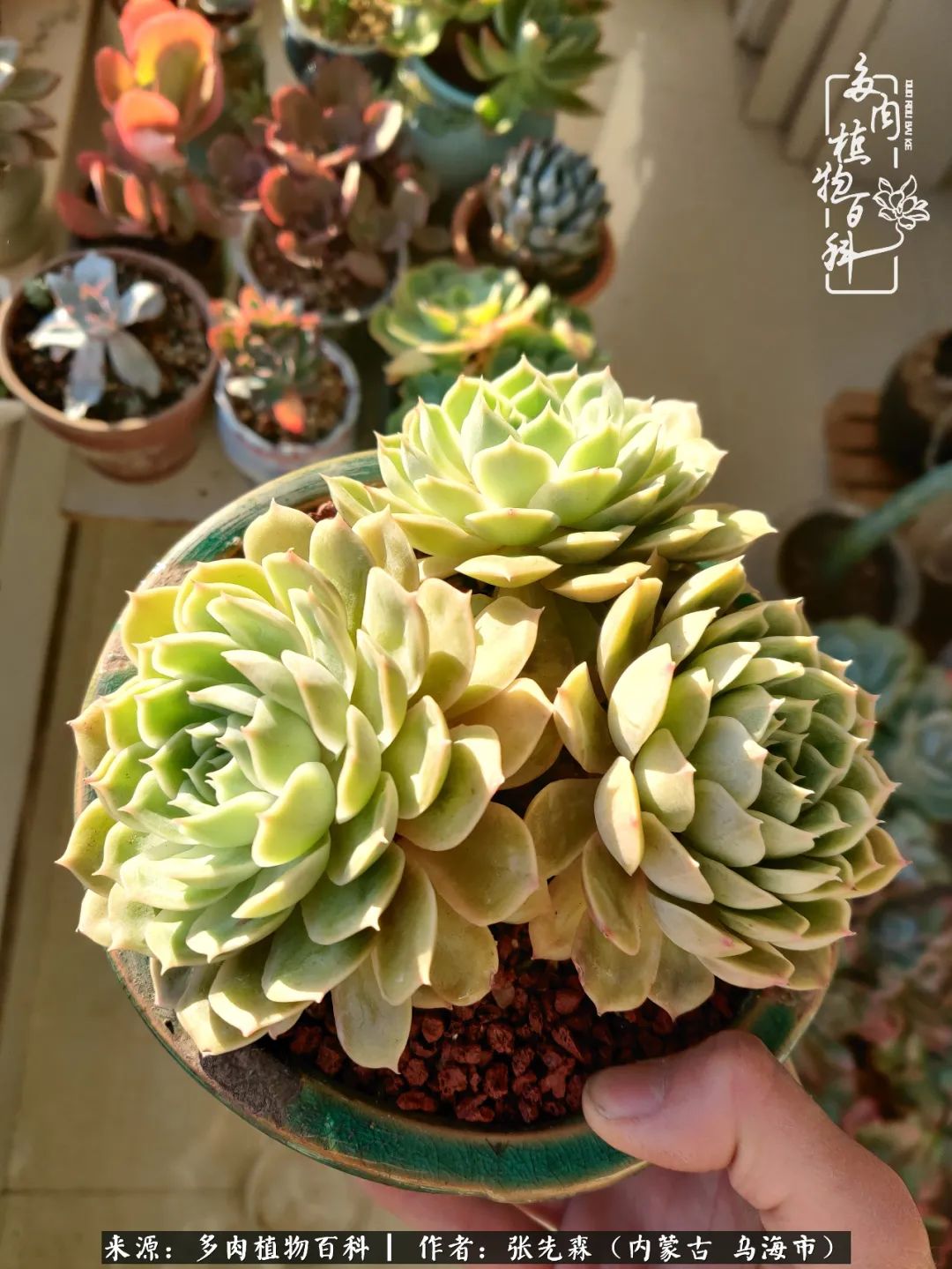 吸取教訓 不斷探索 英語老師的多肉碎碎念 多肉植物百科 Mdeditor