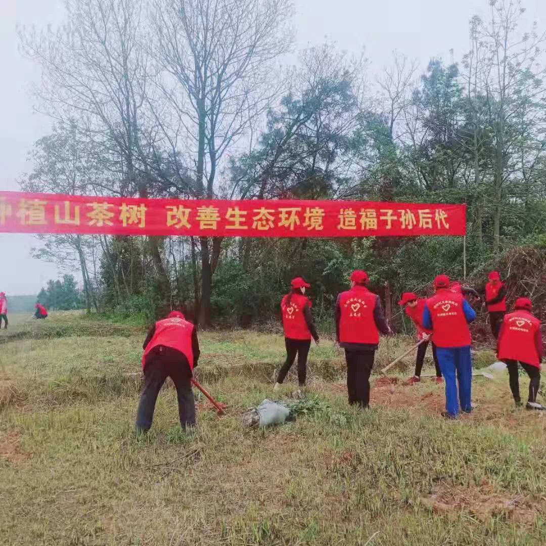 邵阳县谷洲镇：乡村振兴号角响， 油茶栽遍满山岗