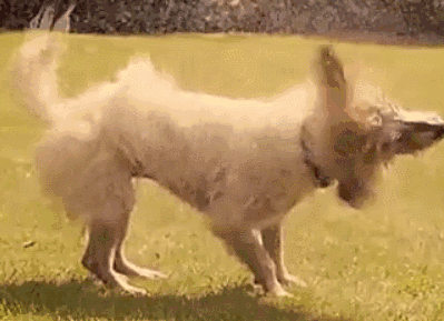 关于狗子的21个神奇冷知识，知道一半的都很了不起