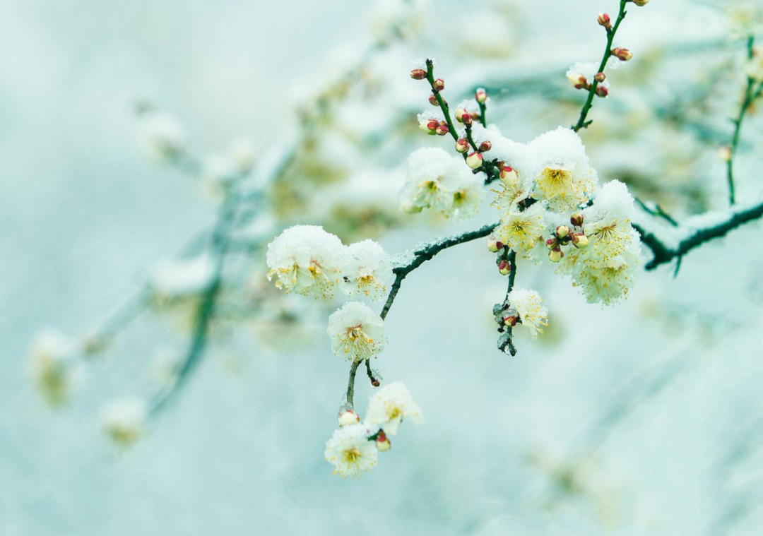 春雪初消好问程，十首春雪的诗词，看银装素裹如画风景-第13张图片-非凡网