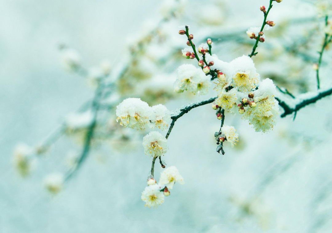 春雪初消好问程，十首春雪的诗词，看银装素裹如画风景-第13张图片-诗句网