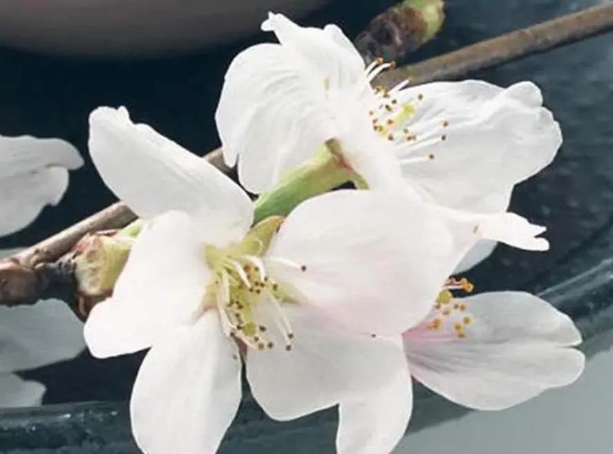 林清玄：每一寸时光，都有开谢